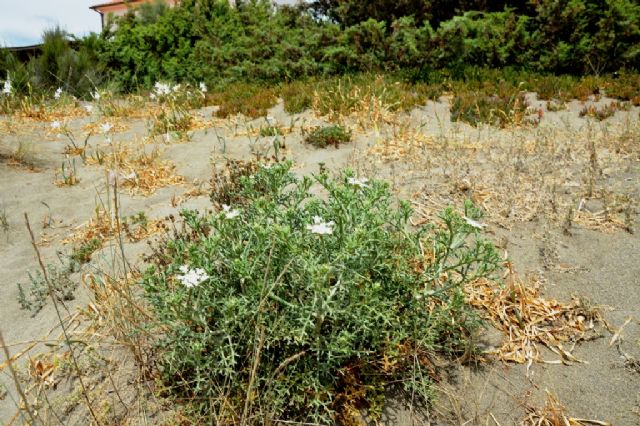 Echinophora spinosa (Apiaceae)